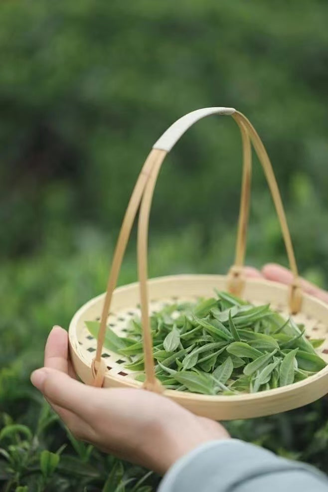 Rizhao Green Tea